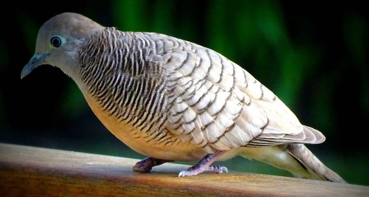 Close-up of a barred dove perched on a wooden rail against a dark green backdrop