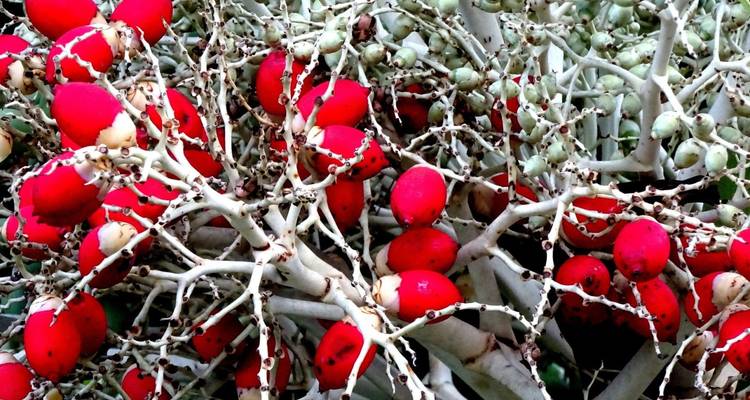 Cluster of vivid red tropical berries set among pale twisting branches