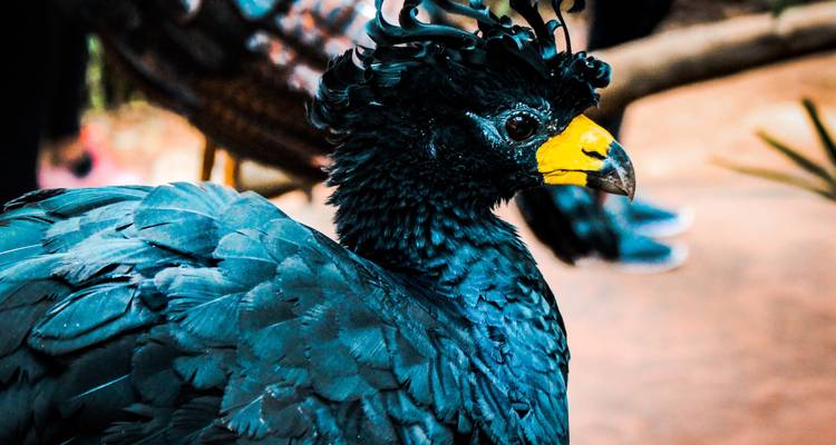 Retrato de cerca de un pájaro curasao azul vibrante con pico amarillo brillante.
