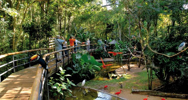 Pasarela elevada de madera a través de un exuberante parque de aves con tucanes e ibis rojos en follaje tropical.