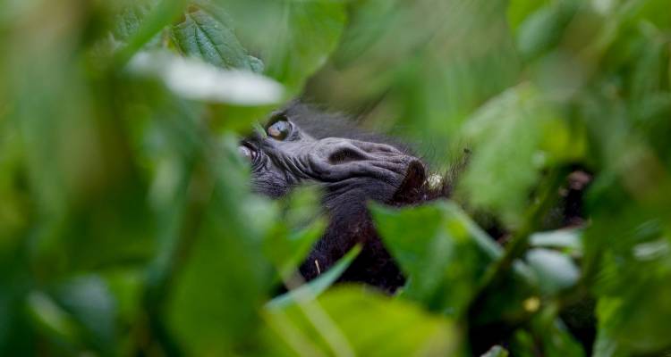 Gorilla face partially hidden among dense green leaves.
