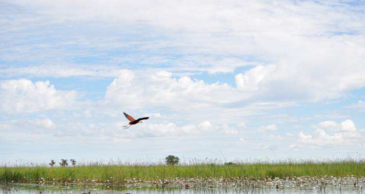 Un pájaro solitario vuela sobre humedales amplios bajo un cielo parcialmente nublado.