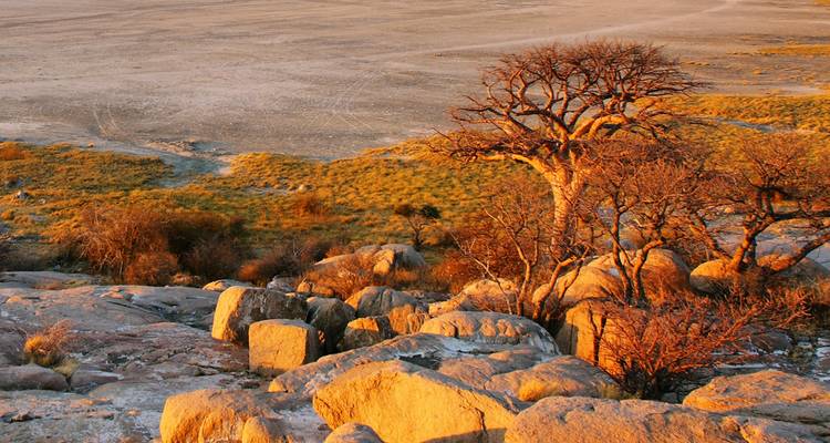 Affleurement rocheux réchauffé par le soleil avec un arbre sans feuilles surplombant les vastes plaines arides du Makgadikgadi Pans.