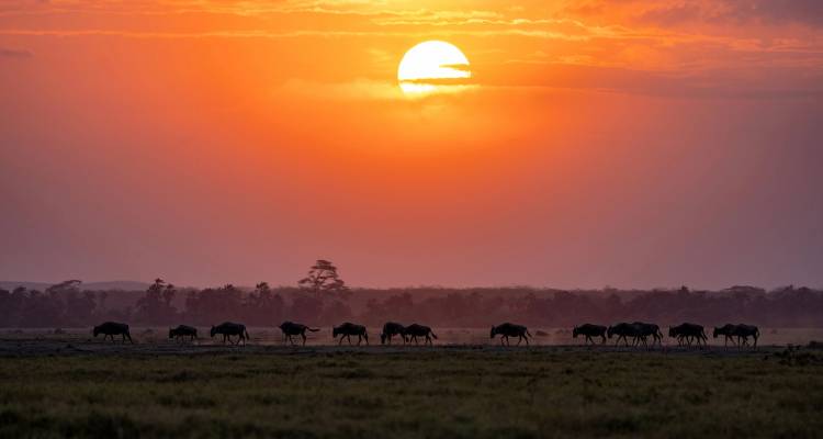Silhouette of a line of wildebeest crossing the savanna beneath a dramatic orange sunset.