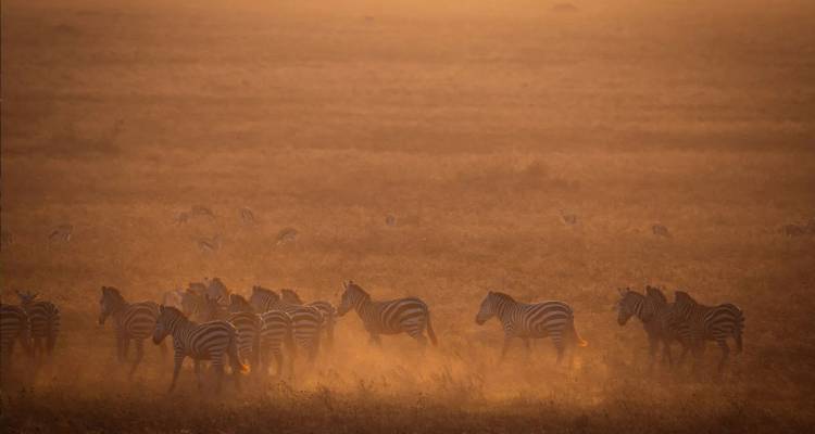 Dusty herd of zebras moves across an amber Serengeti plain at sunrise