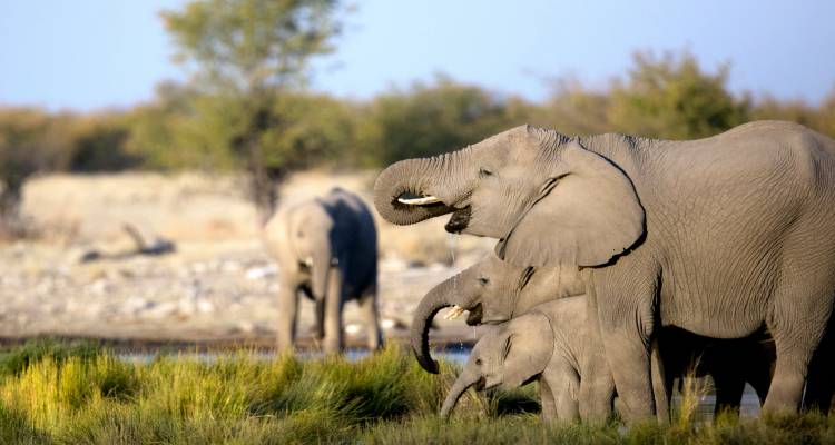 Elephant family drinks at a waterhole surrounded by dry savanna grasses