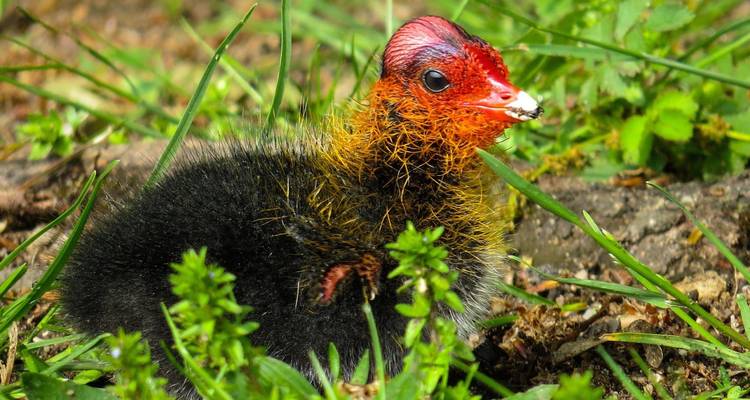 Close-up of a colorful baby bird with red head and fluffy black body sitting among green grass.