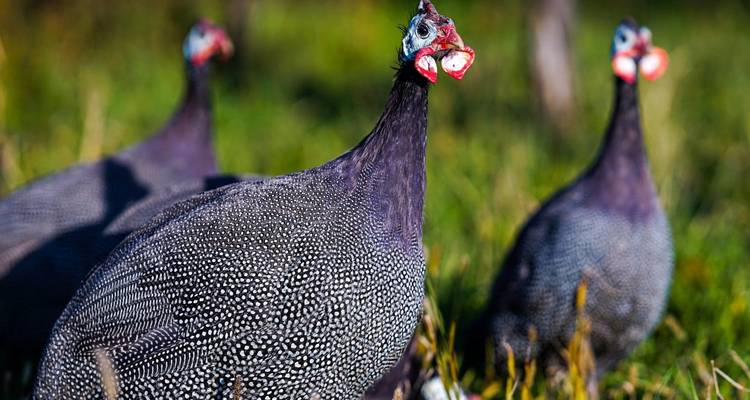Helmeted guinea fowls standing alert in green meadow with vivid plumage and shallow depth of field.