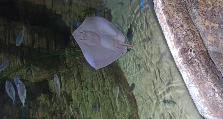 Witte pijlstaartrog glijdt door een groot aquariumtank omgeven door kleine vissen.