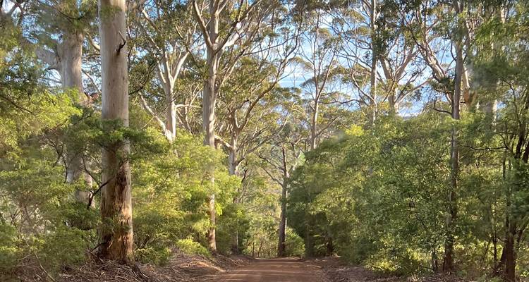 Route de terre rouge sinueuse traversant une forêt d'eucalyptus de grande hauteur avec la lumière du soleil tachetée filtrant à travers les feuilles.