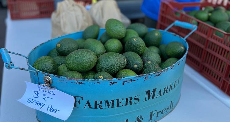 Baquet en métal bleu rempli d'avocats mûrs exposé à l'étal d'un marché fermier avec une étiquette de prix manuscrite.