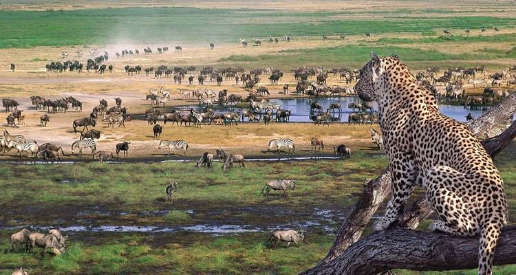 Leopard perched on a tree branch overlooking a busy Serengeti plain filled with herds of wildebeest, zebra and buffalo.