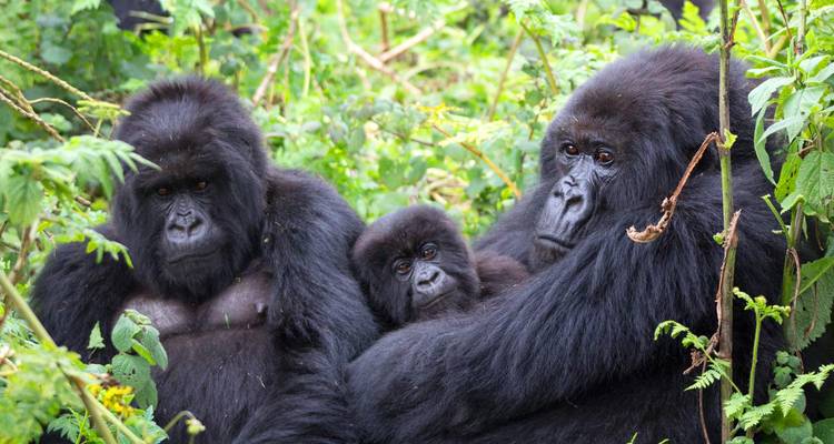 Close-up of a gorilla family resting among dense green foliage, adult holding a baby.