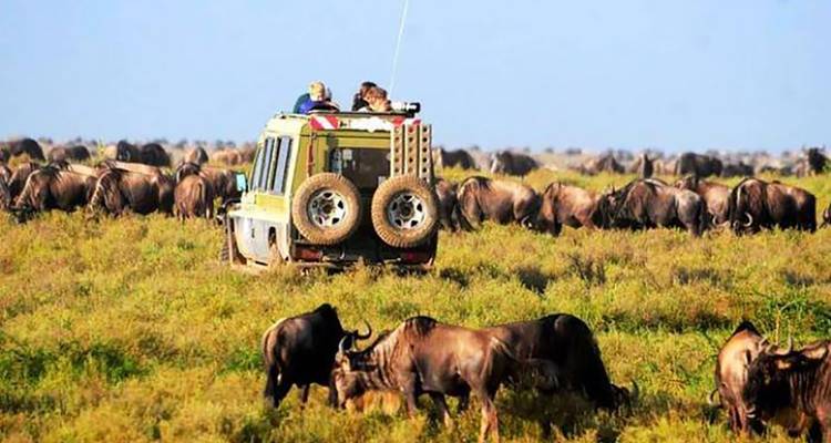 Safari vehicle with tourists standing through the roof surrounded by a large herd of wildebeest in tall grass.