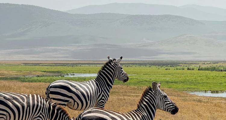 Three zebras standing alert on open grassy plain with rolling hills and marshland in the background.