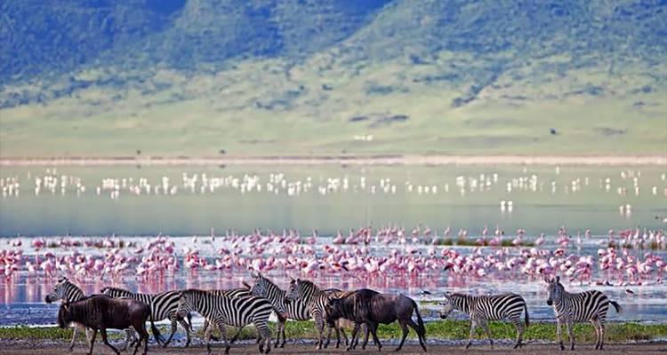Een rij zebra's loopt langs een meer vol met duizenden roze flamingo's in de verte tegen groene kraaterwanden.