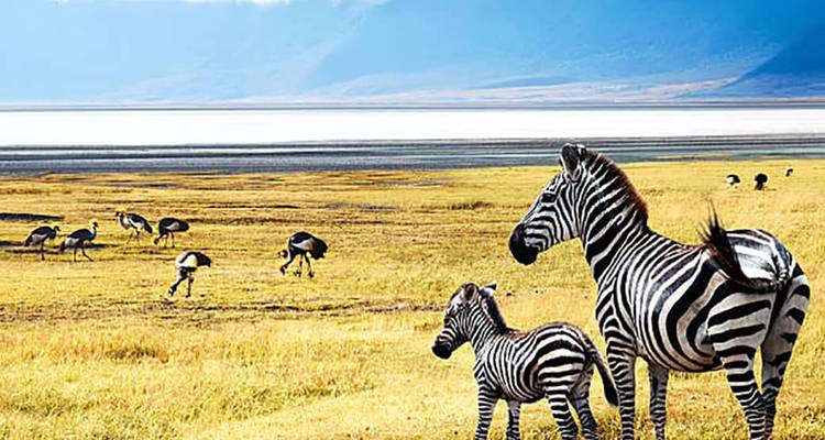An adult zebra and its foal stand alert on golden grasslands with distant game birds and mountains.
