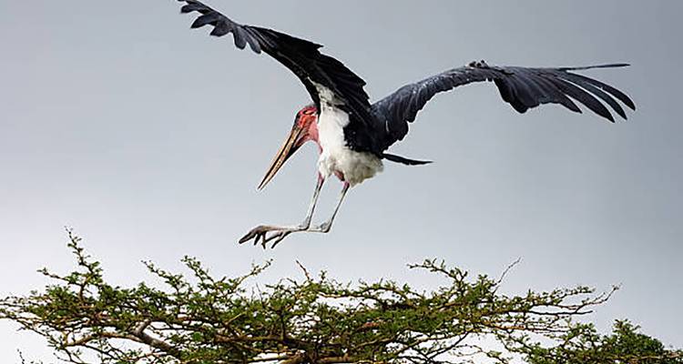 A marabou stork descends with outstretched wings toward the top of an acacia tree against a grey sky.