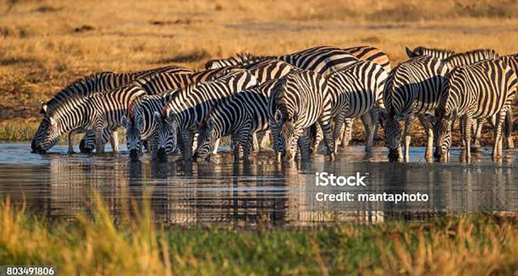 A dazzle of zebras drink from a reflective waterhole on the savannah.