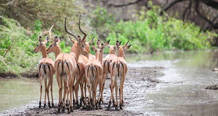 Group of impalas standing together on a muddy track beside a watering hole in lush greenery.