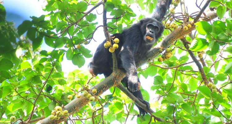Black monkey perched on a leafy tree branch eating fruit in bright daylight.