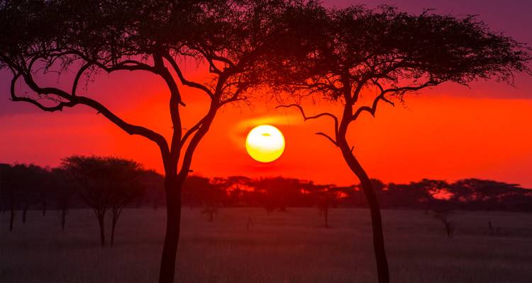 Brilliant red-orange sunset with the sun framed perfectly between two acacia trees on the savanna.