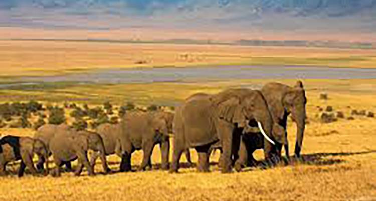 Herd of elephants walking across golden grassland with a river and distant hills behind.