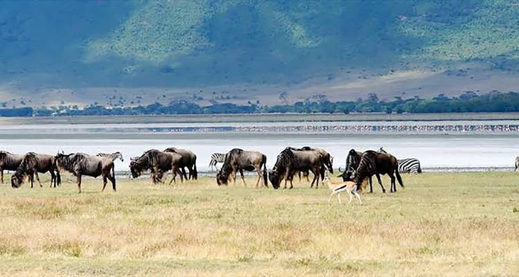 Wildebeest graze near a lake with distant flamingos and green mountains in the background.