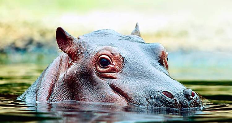 Close-up of a hippopotamus partially submerged in water, staring directly at the camera.