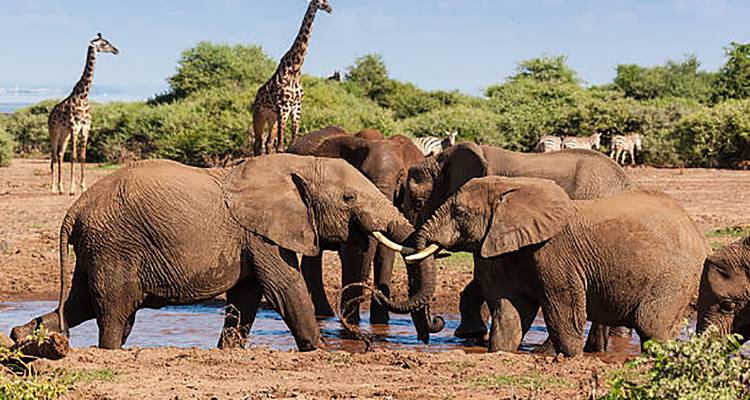 Elephants sparring at a muddy waterhole with giraffes and zebras in the background shrubland.