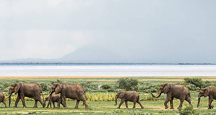 Line of elephants with calves walking across green savanna near a salt lake with distant mountains.