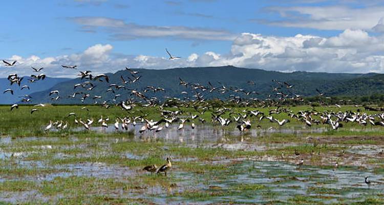 Hundreds of birds take flight over a shallow wetland with rolling hills in the distance.