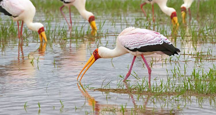 Yellow-billed storks wading and feeding in shallow water among green grasses.