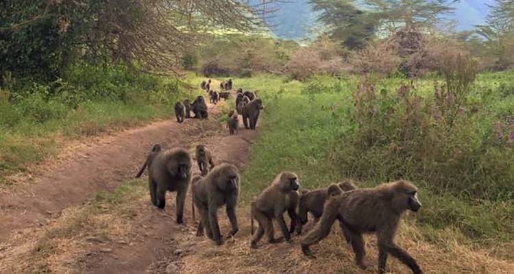 Large troop of baboons walking along a dirt track through grassy woodland.