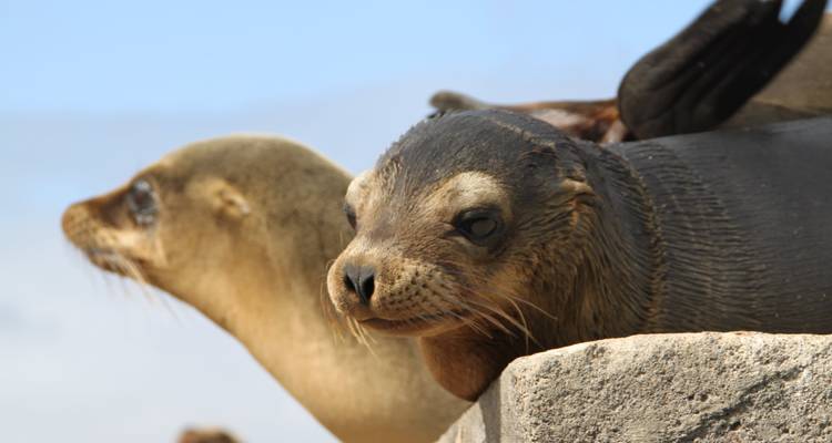 Close-up of two Galapagos sea lions resting on rocks in the sun.