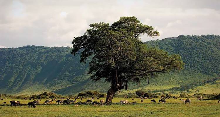 Uitgestrekte groene vlakte met een eenzame acacia en grazend wild tegen kraterwanden.