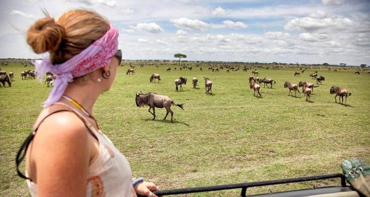 Female traveler in safari jeep observes scattered wildebeest on open Serengeti plain.