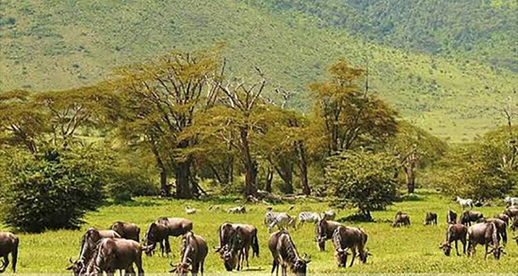 Mixed herds of wildebeest and zebra graze among acacia trees on bright green grassland.