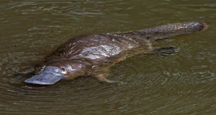 Ornithorynque glissant dans une eau marron immobile avec des ondulations autour de son bec.