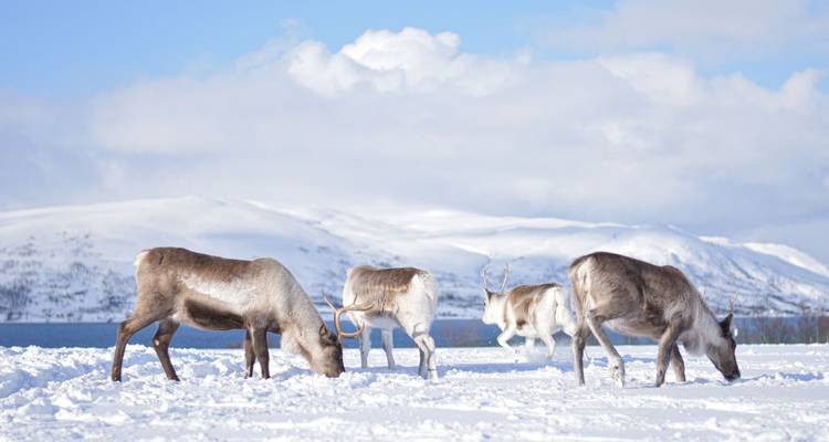 Reindeer herd grazing on snow-covered plain with snowy mountains and fjord beyond under blue sky.