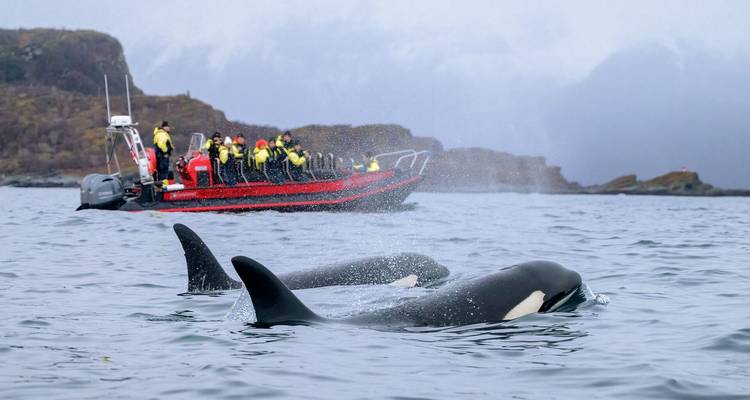 Tour boat full of bundled passengers watches two orcas surfacing in icy northern waters.