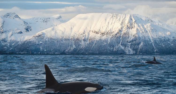 Orca swimming in choppy sea with snow-blanketed coastal mountains glowing in afternoon light.