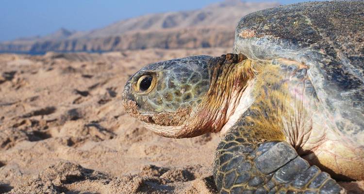Primer plano de una tortuga marina verde descansando en la arena cálida con costa rocosa y cielo azul a lo lejos.