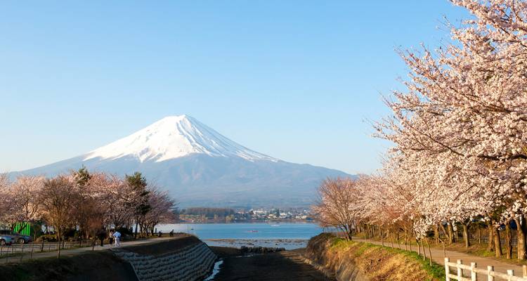 Le Mont-Fuji aux pics enneigés s'élevant au-dessus d'un lac bordé d'arbres de cerisiers en fleur sous un ciel bleu dégagé.