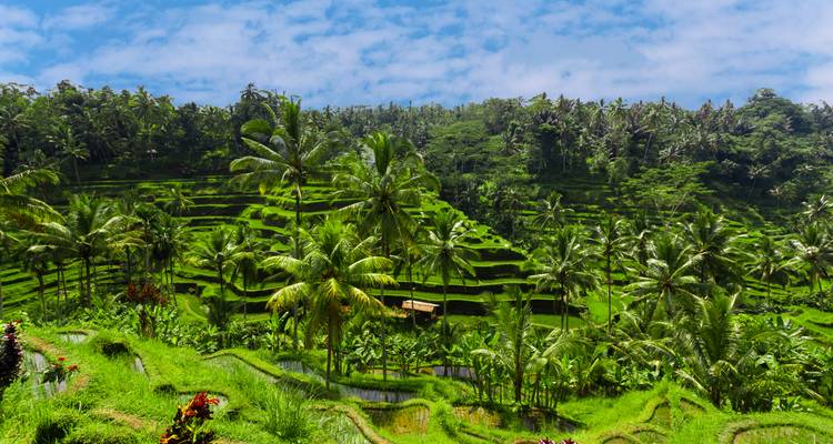 Vibrant green rice terraces cascade down a lush hillside dotted with palm trees beneath a bright blue sky.