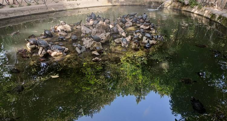 Étang bondé de tortues se prélassant sur les rochers, reflétant la verdure environnante.