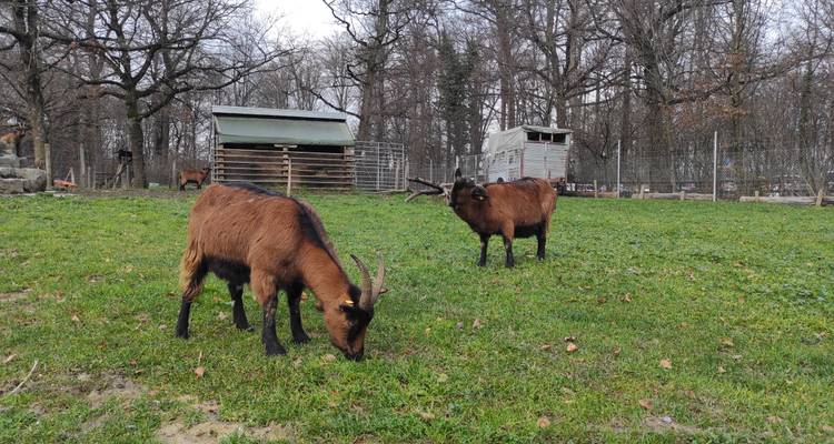 Deux chèvres brunes paissent dans un enclos herbeux bordé par une forêt et des bâtiments d'exploitation agricole.