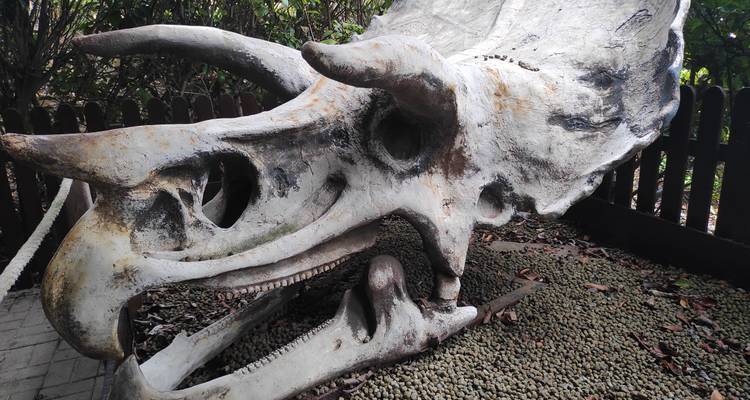 Large weathered dinosaur skull replica displayed outdoors on gravel