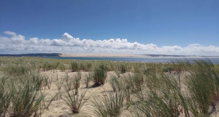 Vom Wind zerzauste Dünengraeser im Vordergrund mit weiter Aussicht über die Bucht zu einem entfernten Sandrücken.