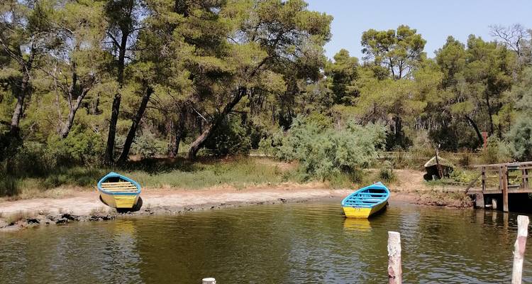 Zwei farbenfrohe Ruderboote, die auf einer ruhigen Waldlagune schwimmen, die von Kiefernbäumen umgeben ist